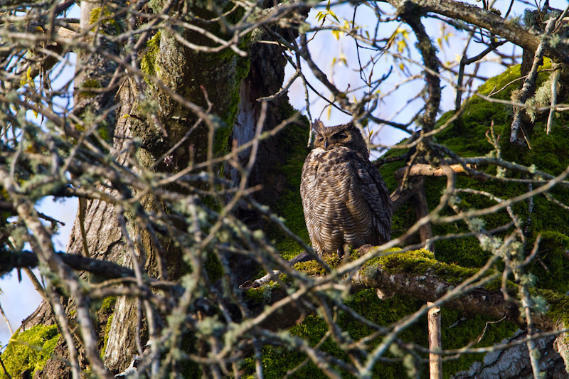 Great Horned Owl